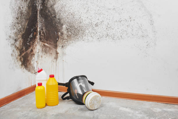 Best Emergency Mold Removal  in Oakley, UT