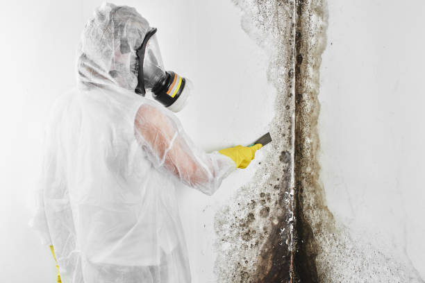 Certified Mold Removal in Oakley, UT