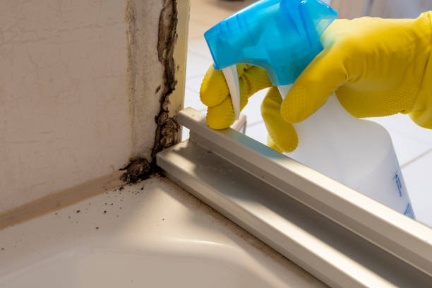 Best Certified Mold Removal  in Oakley, UT