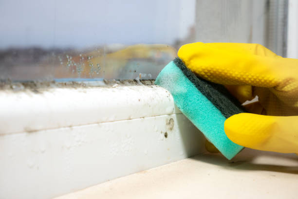 Best Fast Mold Removal  in Oakley, UT