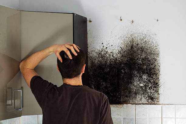 Best Commercial Mold Removal  in Oakley, UT